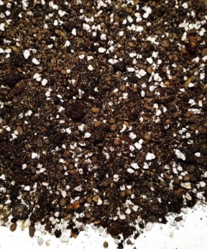 Podłoże do kaktusów Premium