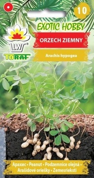 ORZECH ZIEMNY NASIONA EXOTIC 5 SZT. TORAF