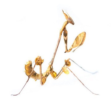 Gongylus gongylodes Modliszka Wiolonczela L5-6