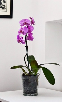 СТЕКЛЯННАЯ ПОКРЫТИЕ ДЛЯ ОРХИДЕИ КРАКЛА