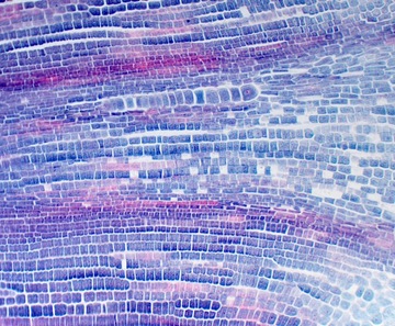 Микроскоп Delta Optical Genetic Bino