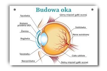 Tablica edukacyjna budowa oka ludzkie oko A3