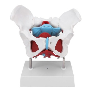 Model anatomiczny dna miednicy zdejmowany