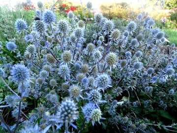 MIKOŁAJEK PŁASKOLISTNY ERYNGIUM PLANUM L 50 NASION
