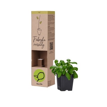 |sadzonka| Bazylia aromatyczna pesto + INSTRUKCJA | Fabryka Rozsady