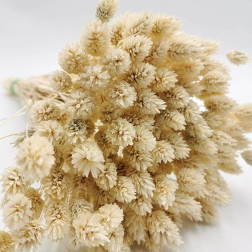 Phalaris выставила выставленную высушенную канарейку Mozga, Kanar, Boho ~ 190