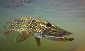 Расслабьте Kopyto 4 '' жвачка для Pike # 11,5 см # 1 ПК