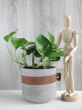Epipremnum pinnatum Global Green Ø12 cm