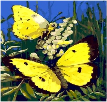 Malowanie Po Numerach dla dzieci Motyl Motylek Żółty Obraz Z RAMĄ 40x50
