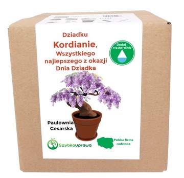 Zestaw BONSAI paulownia Dzień Dziadka Kordian