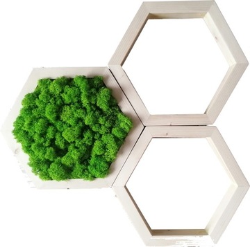 Obraz z mchem chrobotkiem, zestaw heksagon