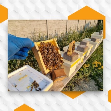 Неосемененные пчелиные матки Buckfast KB Племенные матери