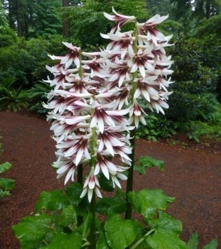 LILIA HIMALAJSKA (CARDIOCRINUM GIGANTEUM) 5 NASION