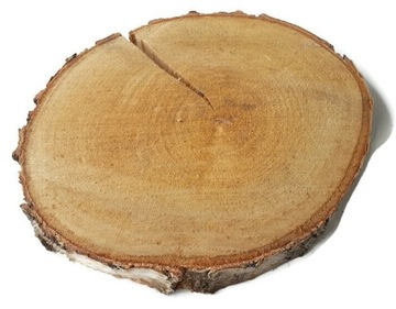 Suchy Plaster drewna krążek brzoza 28-33 cm