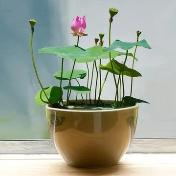100 Nasion Lotosu Mini Non GMO Nasion Lotosu Bonsai Do Ogrodu