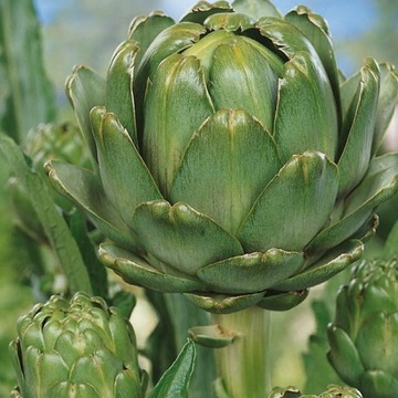 Karczoch Vert de Provence - nasiona Kiepenkerl