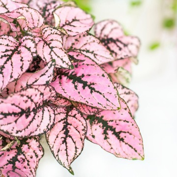 Niedośpian RÓŻOWY Hypoestes PINK – ŁATWA UPRAWA S