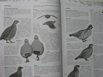 Бюллетень BIRDS OTOP - 3 выпуска 1, 2, 3/2004 г.