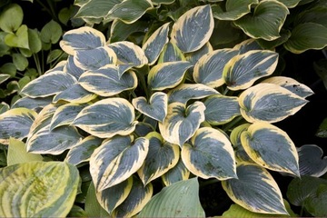 Funkia Hosta FIRST FROST do ogrodu i wokół oczka