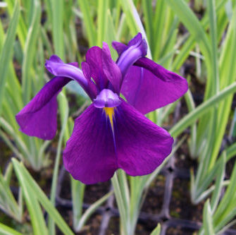 IRIS ENSATA VARIEGATA бело-зеленый лист идеально подходит для кромки пруда или пруда.