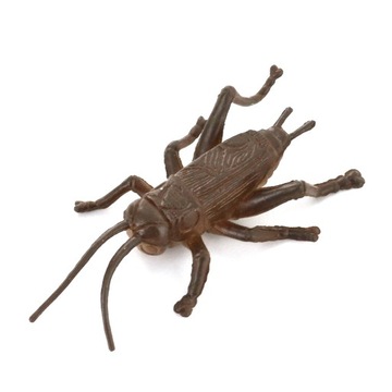 12 разных насекомых летающих червей Животное