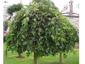 Morwa Czarna pendula- szczepiona ---NR 1151a