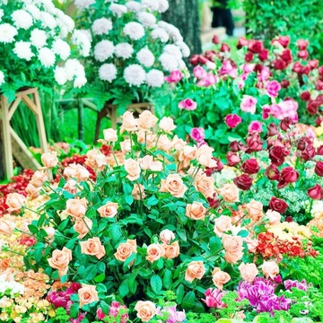 БАЗАЛЬТОВЫЙ ШРОТ 10КГ УДОБРЕНИЕ ДЛЯ ВЕСЕННИХ ТРАВ, ГИДРЕНЗИОННЫХ ЦВЕТОВ, ПОМИДОРОВ