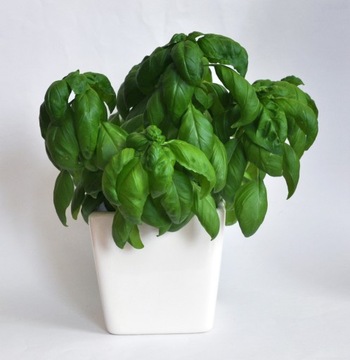 Горшок/крышка для помидоров, зелени и прочего