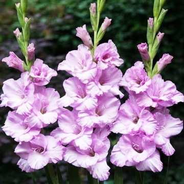 MIECZYK ALPHA różowy liliowy mieczyki GLADIOLUS CEBULKI cebula 5 szt