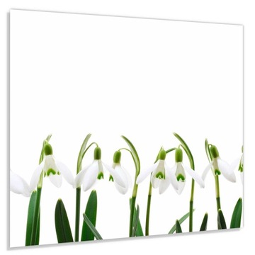 Panel szklany hartowany 60x65 Przebiśniegi + KLEJ