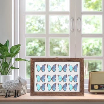 Pudełko na okazy owadów do terrarium