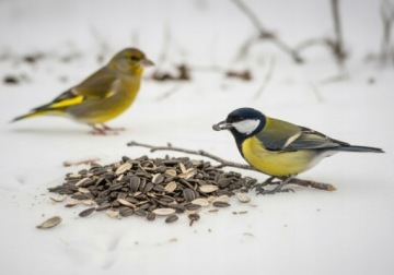 КОРМ ДЛЯ ПТИЦ ИЗ СЕМЯН ЧЕРНОГО ПОДСОЛНЕЧНИКА 5 КГ ПОЛЕЗНЫЙ И ПИТАТЕЛЬНЫЙ ДЛЯ ЗИМЫ