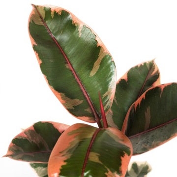 Ficus BELIZE o efektownym barwnym ulistnieniu