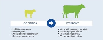 СПРАЙФО ОТЛИЧНАЯ ЗАМЕНА МОЛОКА ДЛЯ ТЕЛЯТ