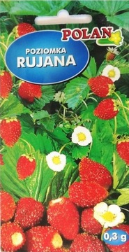 Poziomka Rujana 0,3g Nasiona Wieloletnia Polan