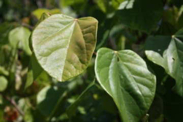 Китайский ивовик (Cercis chinensis) — саженцы
