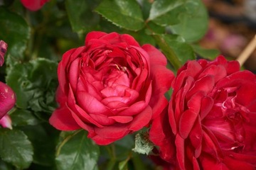 КАПРИЧИЯ Роза крупноцветковая, темно-красная, C5 POT