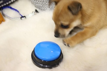 КНОПКА x2 Собака Кошка ТРЕНИРОВКА ЗВУКОВАЯ ЗАПИСЬ