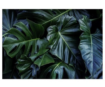 Fototapeta 312x219cm Monstera zielone liście lub
