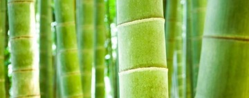 3 PARY! BOKSERKI BAMBUSOWE majtki slipy bambus 6XL