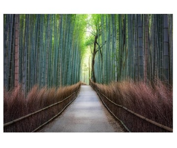 Fototapeta 416x254cm las bambusowy
