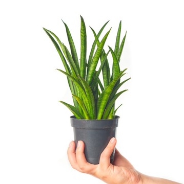 SANSEVIERIA 'MEE CHAI' gęsta kępa ozdobnych liści SANSEWIERIA Wężownica r.L