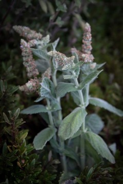 100% мультитравяной гидролат от польского ликеро-водочного завода DZIKIE DOBRO.