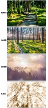 Фотообои на заказ лес в тумане, деревья, природа