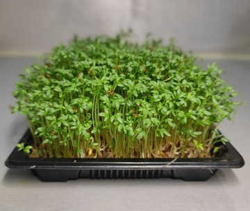 КОКОСОВЫЙ СУБСТРАТ КОКО-ВОЛОКОННО-ГРЮНТНЫЙ БРИКЕТ 0,5 кг