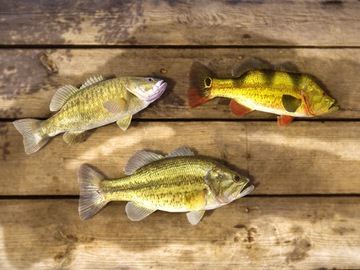 Fishing Planet: набор «Японская одиссея»