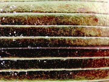 Микроскоп Delta Optical BioLight 300