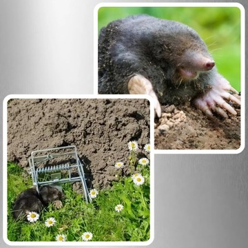 3x PUŁAPKA NA KRETY ŁAPKA SILNY KRETOŁAP NORNICE PROFESJONALNA SOLIDNA STAL