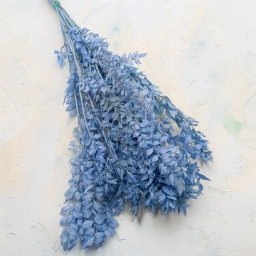 Ruskus stabilizowany - (Ruscus) - Stalowy błękit