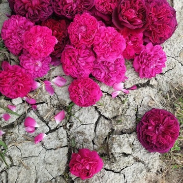 Гидролат ДАМАСКОВОЙ РОЗЫ 30 мл